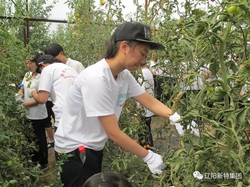 在希望的田野上 沈阳外国学校学生赴新特园区体验学农实践活动